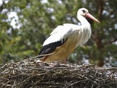 101PARC AUX OISEAUX DANS L AIN 2016 1_000061
